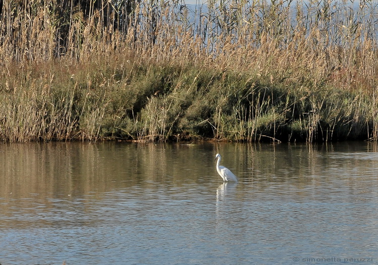 Oasi di Orbetello